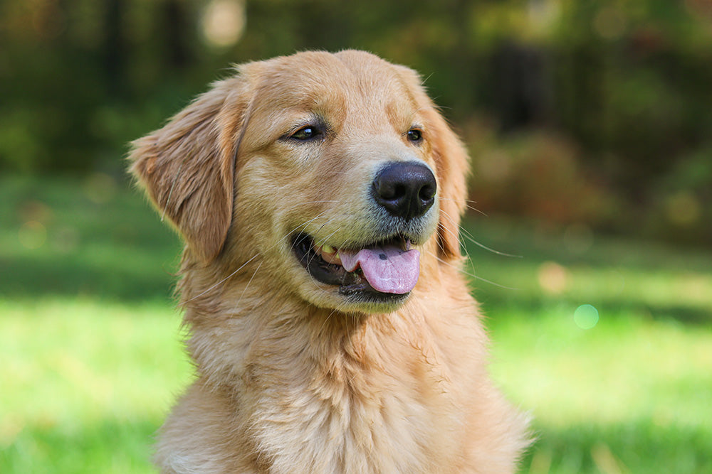 An Artist's Guide on How to Photograph Your Pet