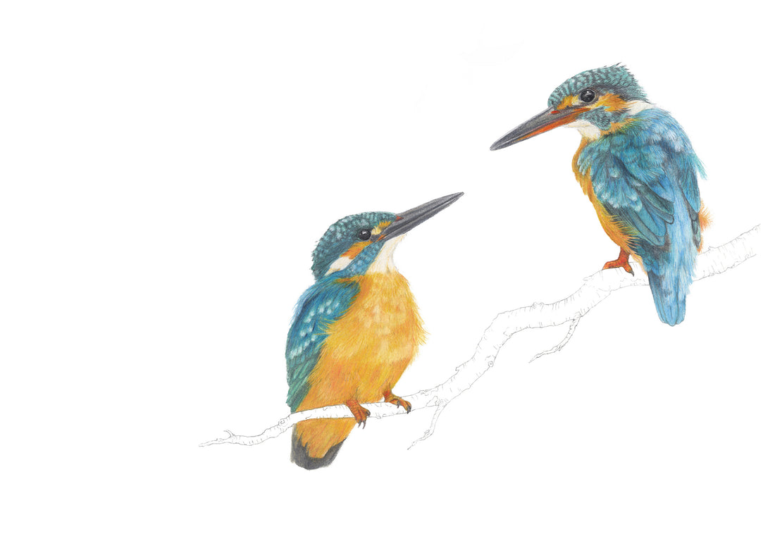 Kingfisher Pair Print