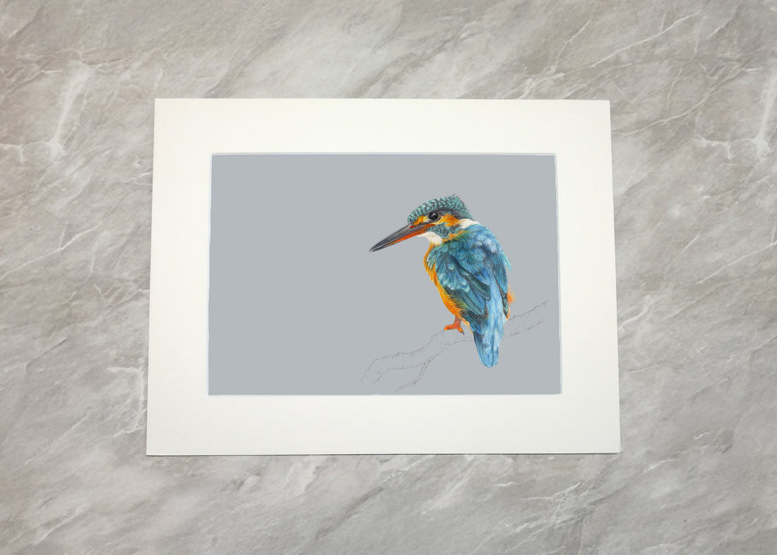 Grey Kingfisher Print