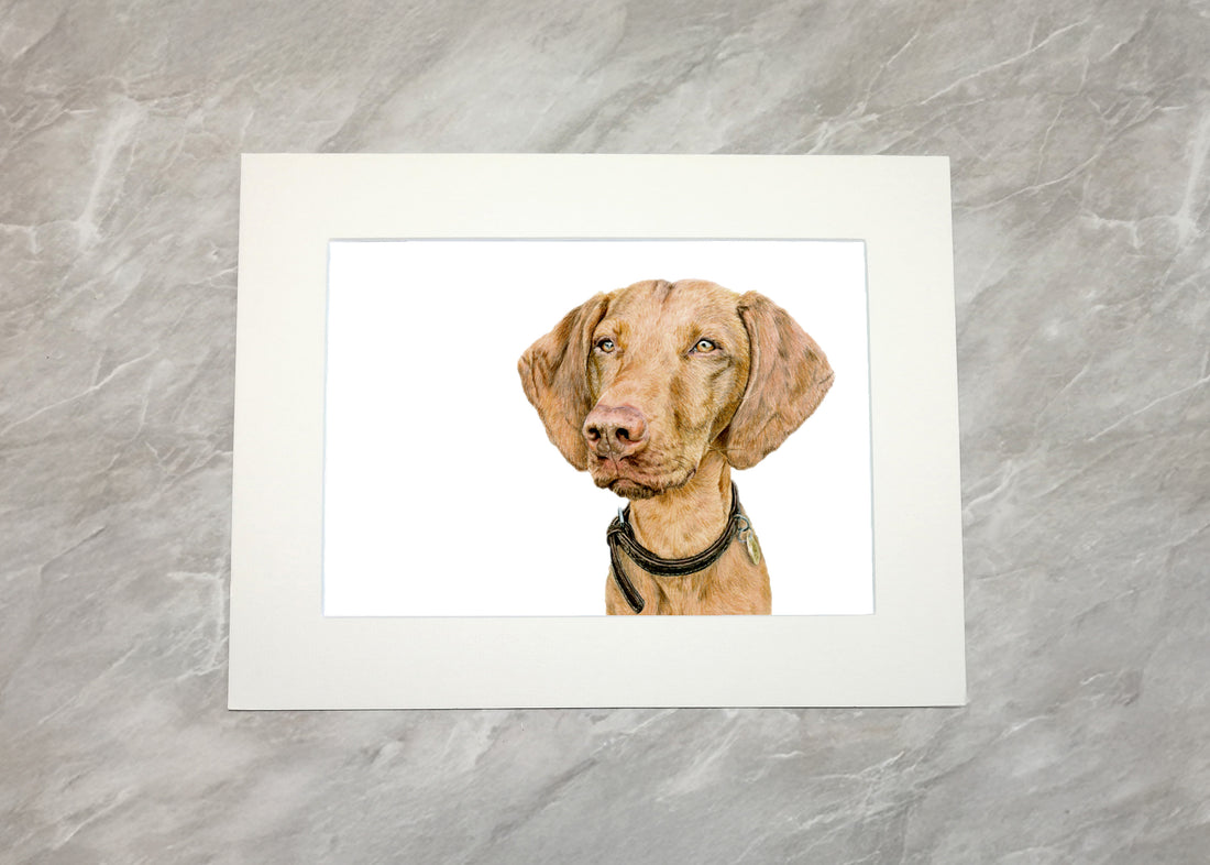 Hungarian Vizsla Print