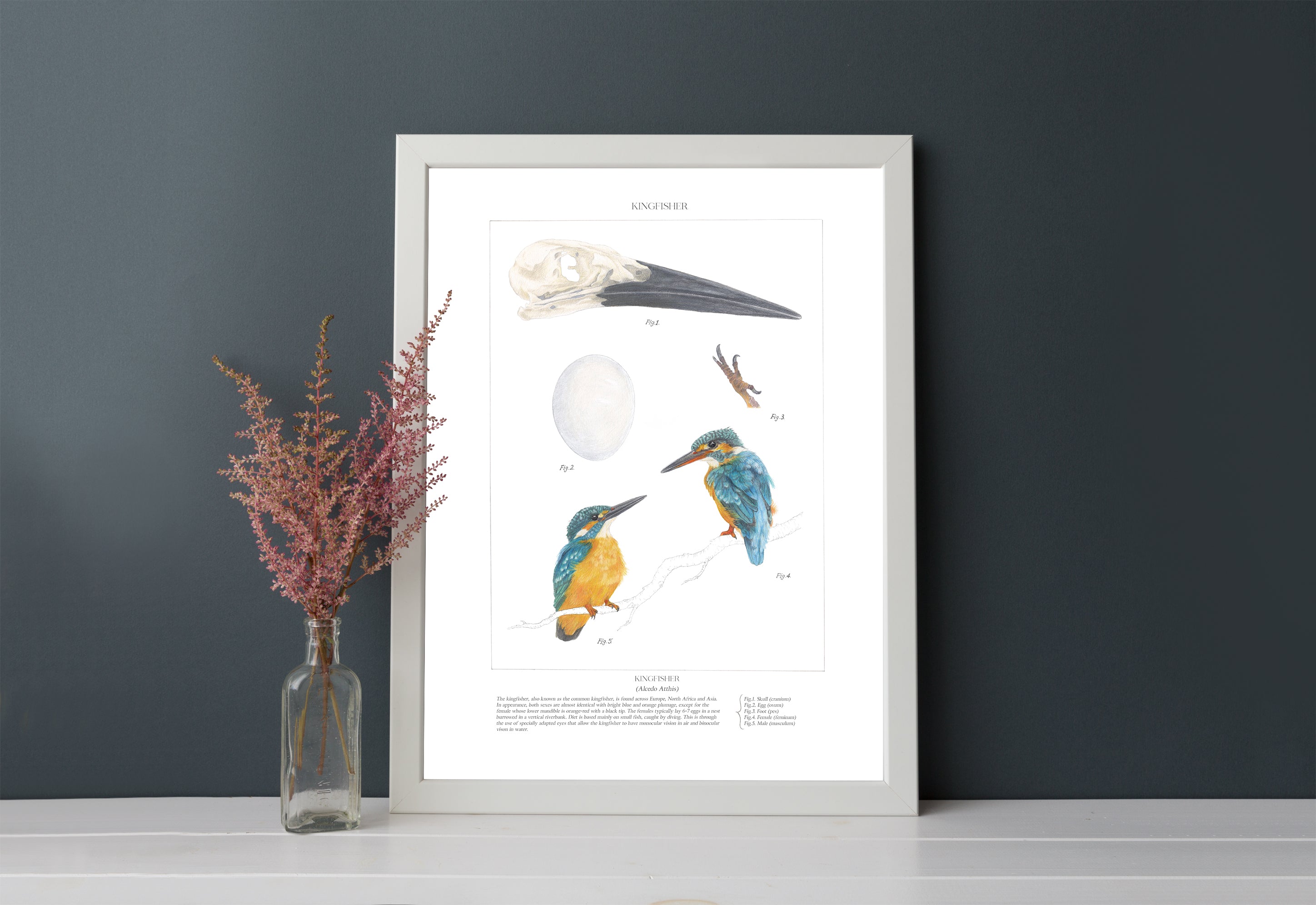 Kingfisher Study Print