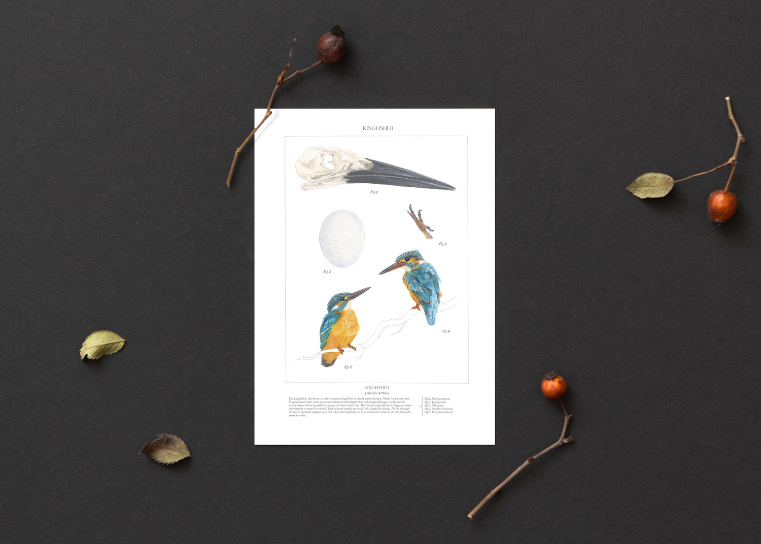 Kingfisher Study Print