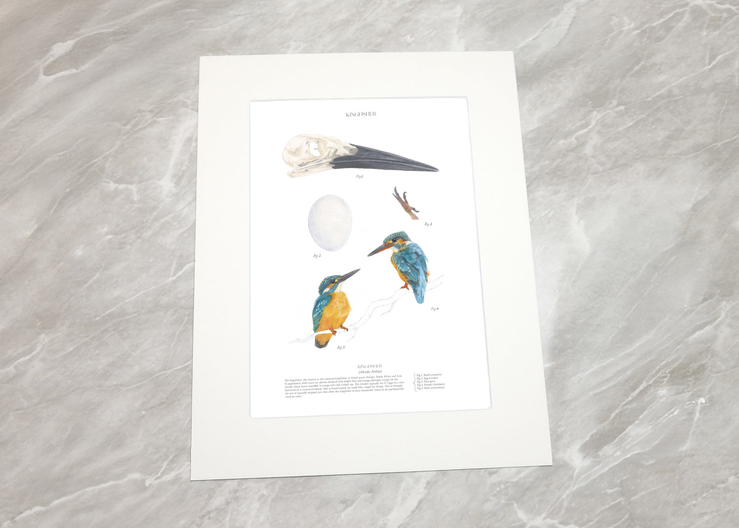 Kingfisher Study Print