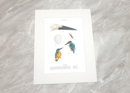 Kingfisher Study Print